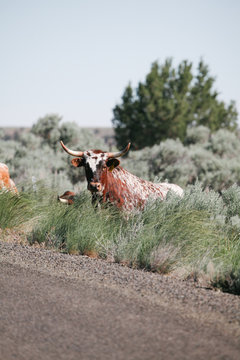corriente cow stops in brush to look at camera