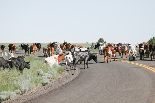 herd of cattle are moved down rural road