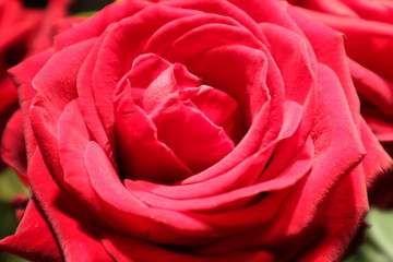 Obraz premium beautiful red rose with open blossom as a sign of love