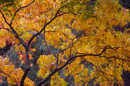Canopy of a Japanese maple tree (Acer palmate) in autumn colors in the Washington Park Arboretum in Seattle, Washington.