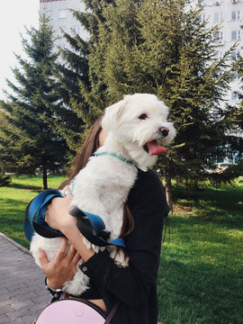 a young girl holds a white little dog in her hands. they have fun on a walk