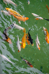 Japanese fish, golden carps and koi in a pond with green water close up