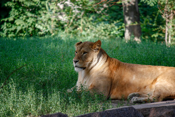 Portrait of a lioness resting on the grass at the zoo in Kiev