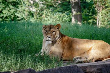 Obraz na płótnie Canvas Portrait of a lioness resting on the grass at the zoo in Kiev