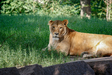 Fototapeta na wymiar Portrait of a lioness resting on the grass at the zoo in Kiev