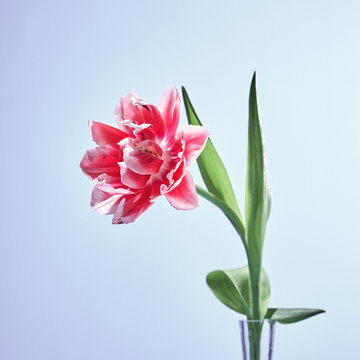 Flowering single terry tulip flower pink with green leaves in gl