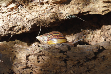 Giant African land (Lissachatina fulica) snail on the timber decay naturally in the forest