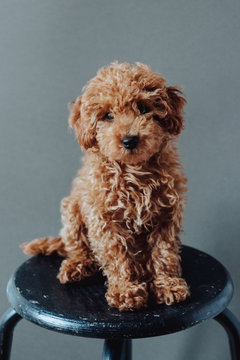 Caniche puppy