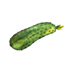 Watercolor painted collection vegetables tomato carrot cucumber set. Hand drawn fresh food design elements isolated on white background.