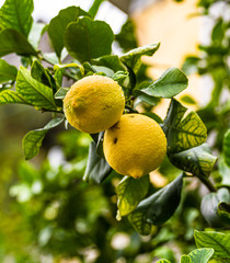 Two lemons on the tree with green leaves. Blurred background