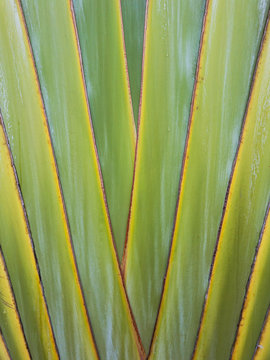 Palm Tree