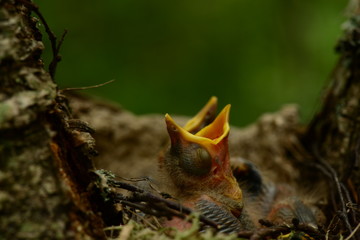 Baby birds  in the nest with  closed eyes and  with yellow beaks