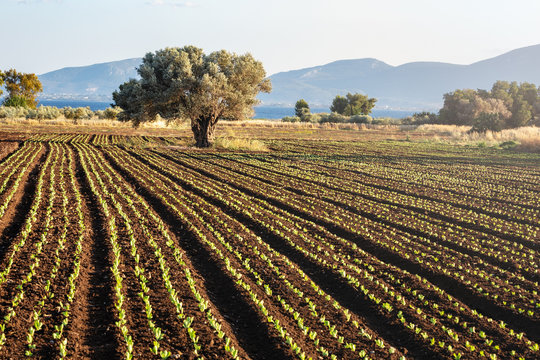 Field of Spinach with Olive Tree