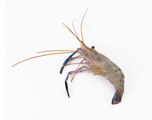 Close up fresh shrimp isolated on white background
