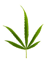 Cannabis leaf, marijuana isolated over white background