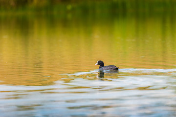 A duck swims in the lake. Photographed from a distance.