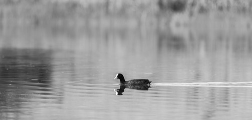 A duck swims in the lake. Photographed from a distance.