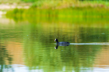 A duck swims in the lake. Photographed from a distance.