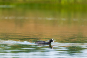 A duck swims in the lake. Photographed from a distance.