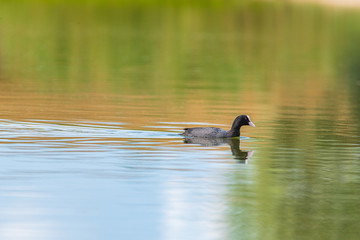 A duck swims in the lake. Photographed from a distance.
