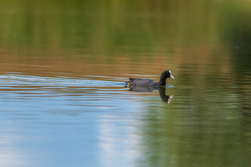 A duck swims in the lake. Photographed from a distance.