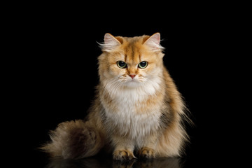 Obraz premium British Cat Red Chinchilla color with Furry Hair sitting and gazing on Isolated Black Background, front view