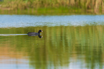 A duck swims in the lake. Photographed from a distance.