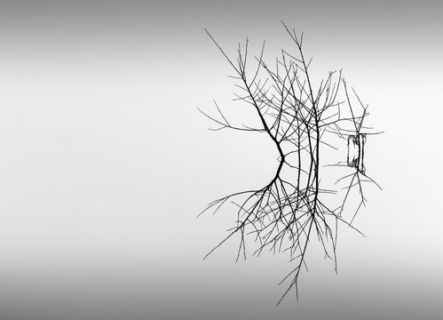 Fototapeta Branches silhouetted in a still lake