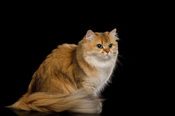 British Cat Red Chinchilla color with Furry Hair sitting and Looking side on Isolated Black Background, front view