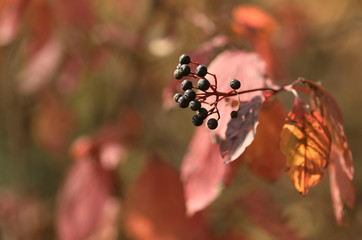 Branch with red leaves and black berries on a sunny day against bokeh background. Cropped shot, horizontal, free space, no people, blur, outdoors, close-up. Concept of the seasons, natural beauty.