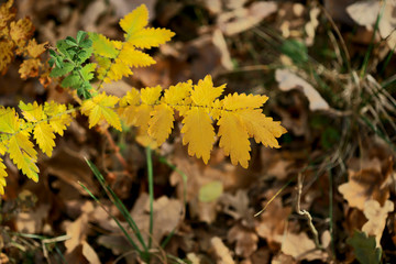 Autumn background.Yellow leaves on the background of dry leaves. Cropped shot, horizontal, free space, without people, view from above, outdoors, close-up. Concept of the seasons, natural beauty.