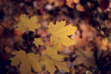 Autumn background. A branch with yellow maple leaves on bokeh background. Cropped shot, horizontal, free space, no people, blur, outdoors, close-up. Concept of the seasons, natural beauty.