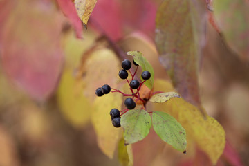 A branch with red and green leaves and black berries on a sunny day against bokeh background. Cropped shot, horizontal, free space, no people, blur, outdoors, close-up. Concept of the seasons, natural