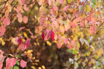 Autumn background. A branch with red leaves on a sunny day. Cropped shot, horizontal, free space, no people, blur, outdoors, close-up. Concept of the seasons, natural beauty.