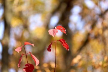 A branch with red leaves on a sunny day against a bokeh background. Cropped shot, horizontal, free space, no people, blur, outdoors, close-up. Concept of the seasons, natural beauty.