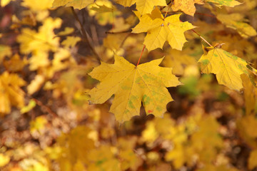 Fototapeta na wymiar Autumn background. A branch with yellow maple leaves on bokeh background. Cropped shot, horizontal, free space, no people, blur, outdoors, close-up. Concept of the seasons, natural beauty.