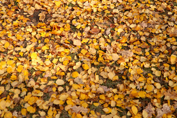 Autumn background.Yellow leaves on the ground. Cropped shot, horizontal, free space, without people, view from above, outdoors, close-up. Concept of the seasons, natural beauty.