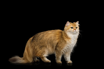 Naklejka na ściany i meble British Cat Red Chinchilla color with Furry Tail Standing on Isolated Black Background, side view
