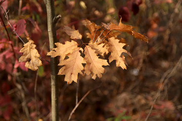 Autumn background. A branch with dry oak leaves on a sunny day against a bokeh background. Cropped shot, horizontal, free space, no people, blur, outdoors, close-up. Concept of the seasons and natural