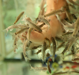 Foot cleaning with fish in the aquarium