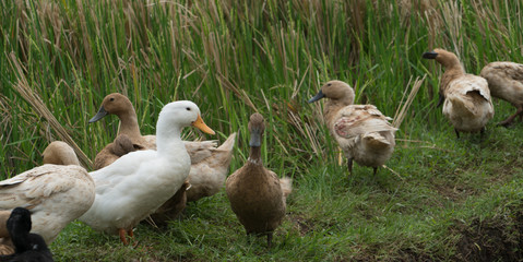 Bali ducks in rice fields in Bali, Indonesia