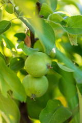 Green apples on the branches of a tree in the garden