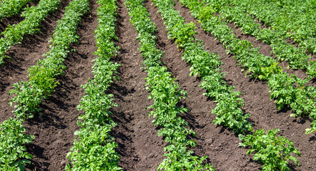 Fototapeta na wymiar Green leaves on potatoes in the garden