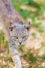 Portrait of a cat in nature