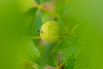 Green walnuts on a tree in nature
