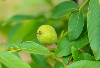 Green walnuts on a tree in nature
