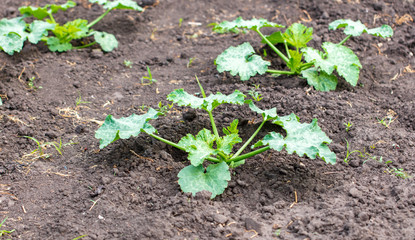 Zucchini plant in the garden