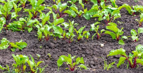Beet leaves in the ground in the garden