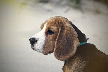 little cute tricolor Beagle puppy, sad look.