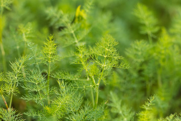Green leaves on dill as a background